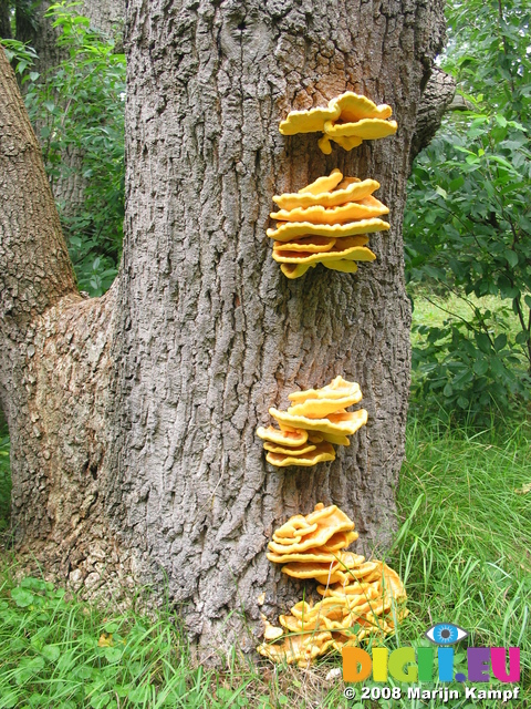 28111 Big Yellow Mushrooms on Tree - Sulfur Shelf (Laetiporus sulphureus)